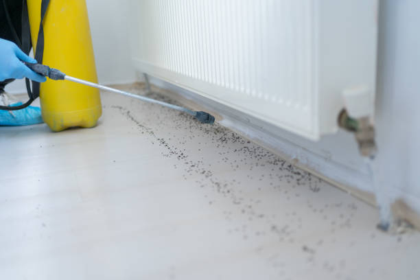 Best Pest Prevention Services  in Oildale, CA